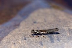 Platycypha fitzsimonsi