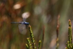 Trithemis stictica