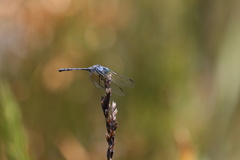 Trithemis stictica