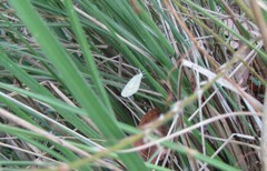 Schoenobiinae