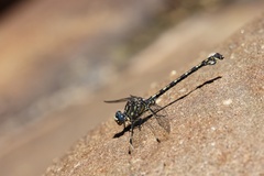 Ceratogomphus triceraticus