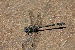 Ceratogomphus triceraticus