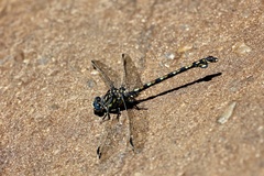 Ceratogomphus triceraticus