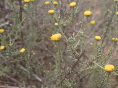 Pentzia incana