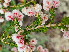 Erica formosa