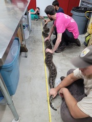 Python bivittatus