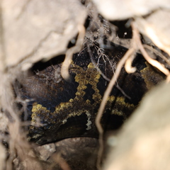 Python bivittatus