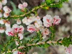 Erica formosa