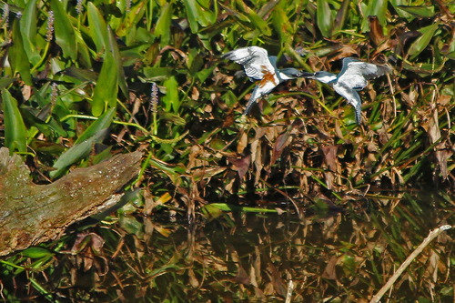 Belted Kingfisher photographed in Pennsylvania