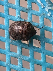 Pachycorinae