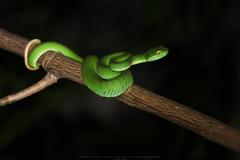 Trimeresurus macrops