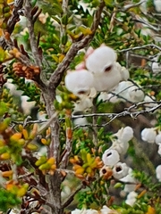 Erica formosa