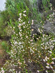 Erica formosa