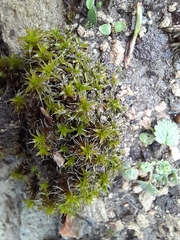 Syntrichia ruralis
