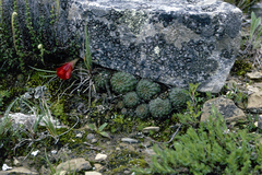 Aylostera fusca