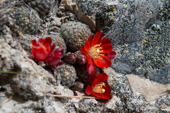 Aylostera fusca