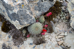 Aylostera fusca