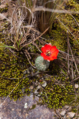 Aylostera fusca