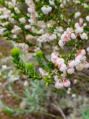 Erica formosa
