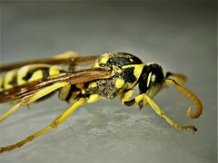Polistes mongolicus