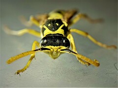Polistes mongolicus