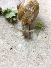 Helix pomatia