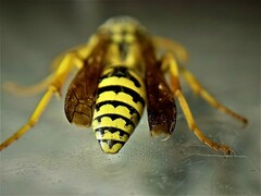 Polistes mongolicus