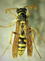 Polistes mongolicus