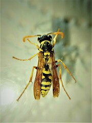Polistes mongolicus