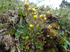 Saxifraga macrocalyx