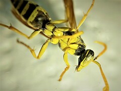 Polistes mongolicus