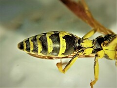 Polistes mongolicus