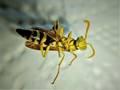 Polistes mongolicus
