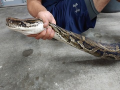 Python bivittatus