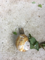 Helix pomatia