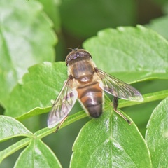 Eristalinus