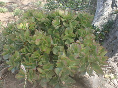 Crassula ovata