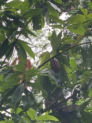 Theobroma cacao image