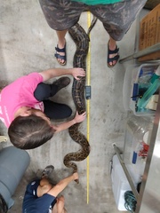 Python bivittatus