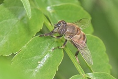 Eristalinus