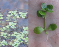 Callitriche stagnalis