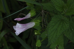 Calystegia sepium spectabilis
