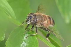 Eristalinus