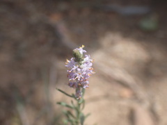 Selago geniculata