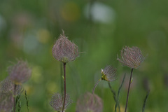 Geum montanum