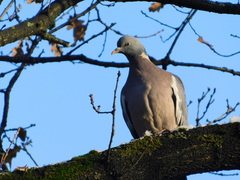 Columba palumbus