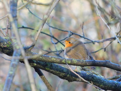 Erithacus rubecula