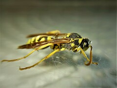 Polistes mongolicus