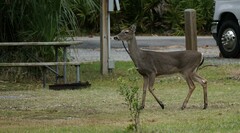 Odocoileus virginianus venatorius