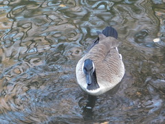 Branta canadensis